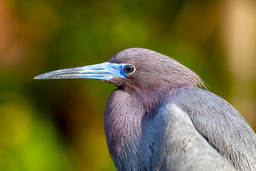 tricolor heron in the park