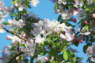 Ein blühender Apfelbaum im Garten