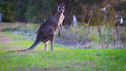 Grey Kangaroo Feeding