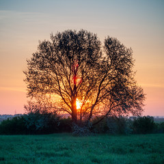 Baum bei Sonnenaufgang im Burgenland