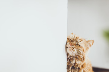 Chat angora roux qui se frotte contre le mur