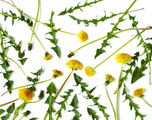 Dandelion isolated on white background