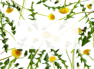 Dandelion isolated on white background