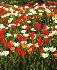 Beautiful colorful tulips. Tulips in spring at the garden, nature background.