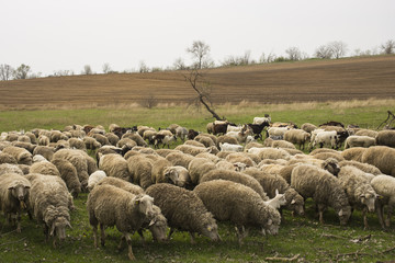 A herd of goats and sheep.  Animals graze in the meadow. Mountain pastures of Europe.