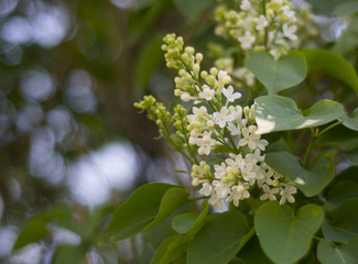 white lilac blooms in the garden