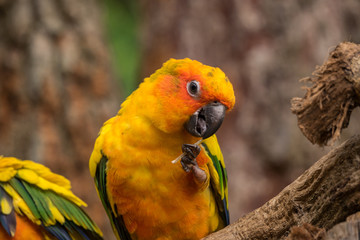 Conure on tree branch