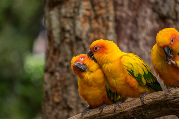 Conure on tree branch