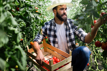 Attractive happy male farmer working in greenhouse