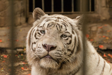 Close up White Bengal tiger in zoo