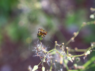 spider