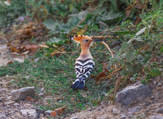 Obraz premium Armenia is a wonderful mix of soviet heritage and orthodox landmarks, surrounded by a stunning nature. Here's one of the numerous species of birds you can spot in the countryside
