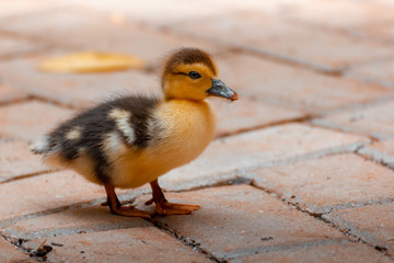 Urban Baby Duck