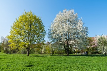 Blühende Kirschbäume im Frühling, Deutschland