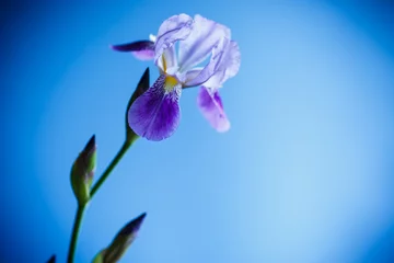 Schilderijen op glas beautiful violet iris flower © Peredniankina