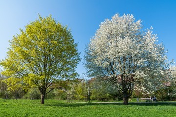 Obraz premium Blühende Kirschbäume im Frühling, Deutschland