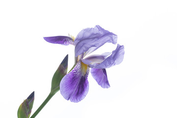 beautiful violet iris flower