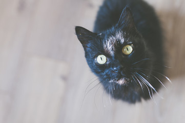 Chat noir
