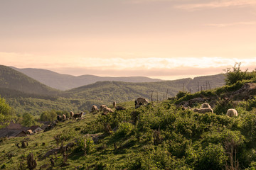 Fototapeta na wymiar sheep on the mountain summer pastures near Brinje in the region of Lika, Croatia