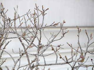 close up tree branches without leaves
