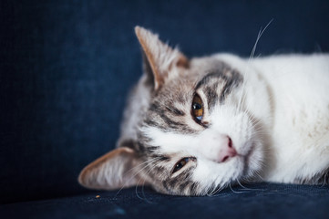 Portrait d'un chat blanc et tigré