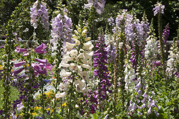 Sydney Australia, garden of foxglove flowering spikes
