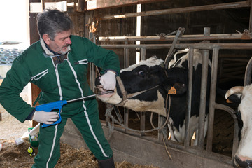 vétérinaire, prise de la température de la vache, étude des selles.