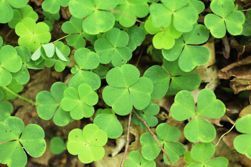 close photo of green leaves of wood sorel (Oxalis acetosella)