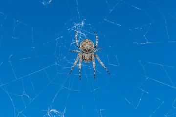 Nahaufnahme einer Kreuzspinne in ihrem Spinnennetz