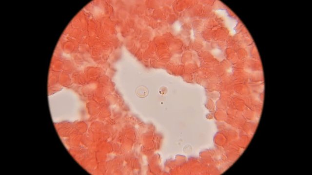 blood of a dog under a microscope