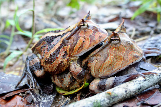 Surinam horned frogs mating