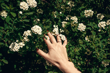 hand holding beautiful spirea flower in sunlight. girl touching spiraea white flowers bush in sunny summer garden. enjoying life. protecting nature