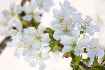 Obraz na płótnie Canvas White flowers of cherry trees in the spring.