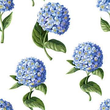 Seamless pattern with Hortensia on a white background. Vector illustration