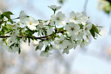 大島桜 青葉と白い花