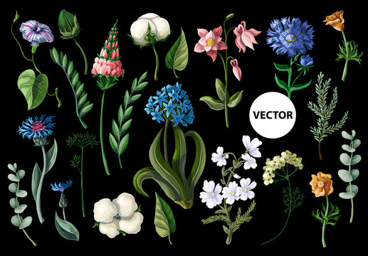 Wild flowers isolated on a black background. Vector illustration.