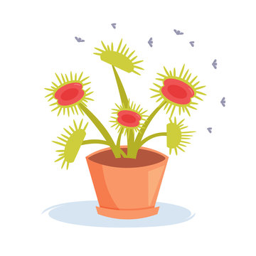Carnivorous plant. Insects.