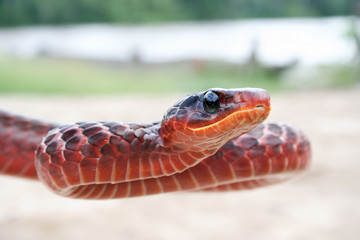Red Surinam snake