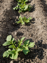 Young Potato Plants in Spring