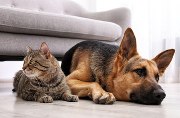 Adorable cat and dog resting together near sofa indoors. Animal friendship
