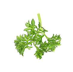 Aromatic fresh green parsley on white background
