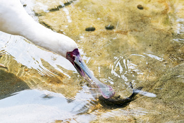 Bird fishing (spoonbill)