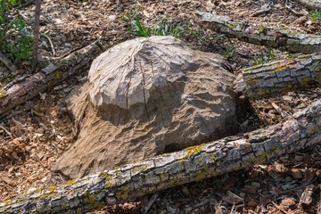 Vom Bieber angenagte Bäume und Baumstämme, Bayern - Deutschland