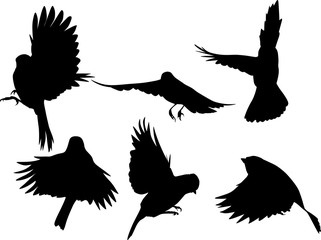 set of six black flying tits on white