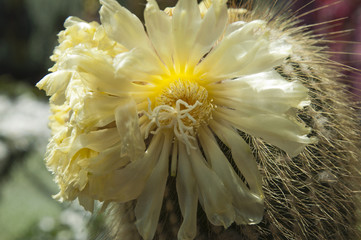 Sydney Australia, Yellow Tower cactus flowers