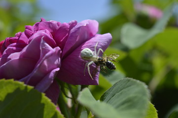 Veränderliche Krabbenspinne (Misumena vatia) erbeutet Honigbiene auf Rosenblüte