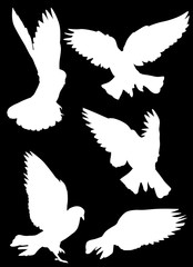 white pigeon isolated five flying silhouettes