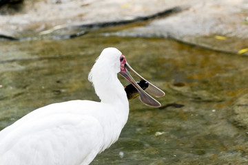 Spoonbill with fish