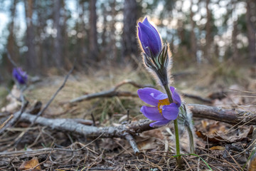 Cross opened, sleep-grass, flower