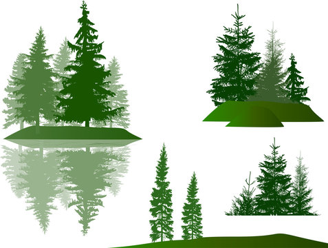 set of four green pines and firs compositions